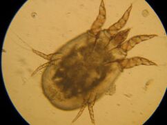 Cocher sous un microscope