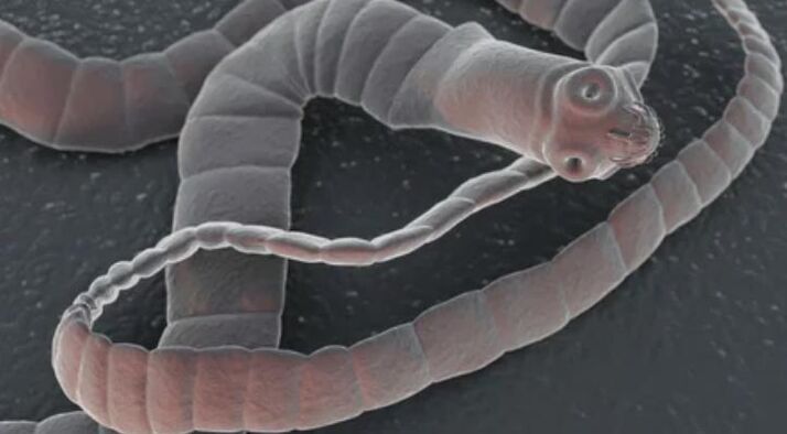 Wurm Soliter